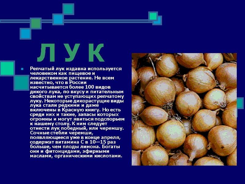 Л У К Репчатый лук издавна используется человеком как пищевое и лекарственное растение. Не